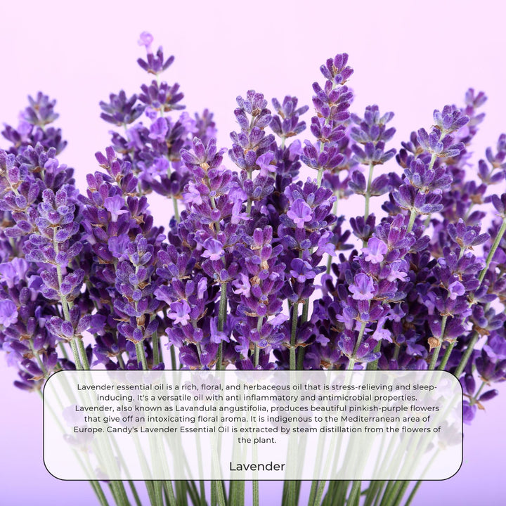 Lavender - 100% Essential oil essential oil CandyFlossstores 
